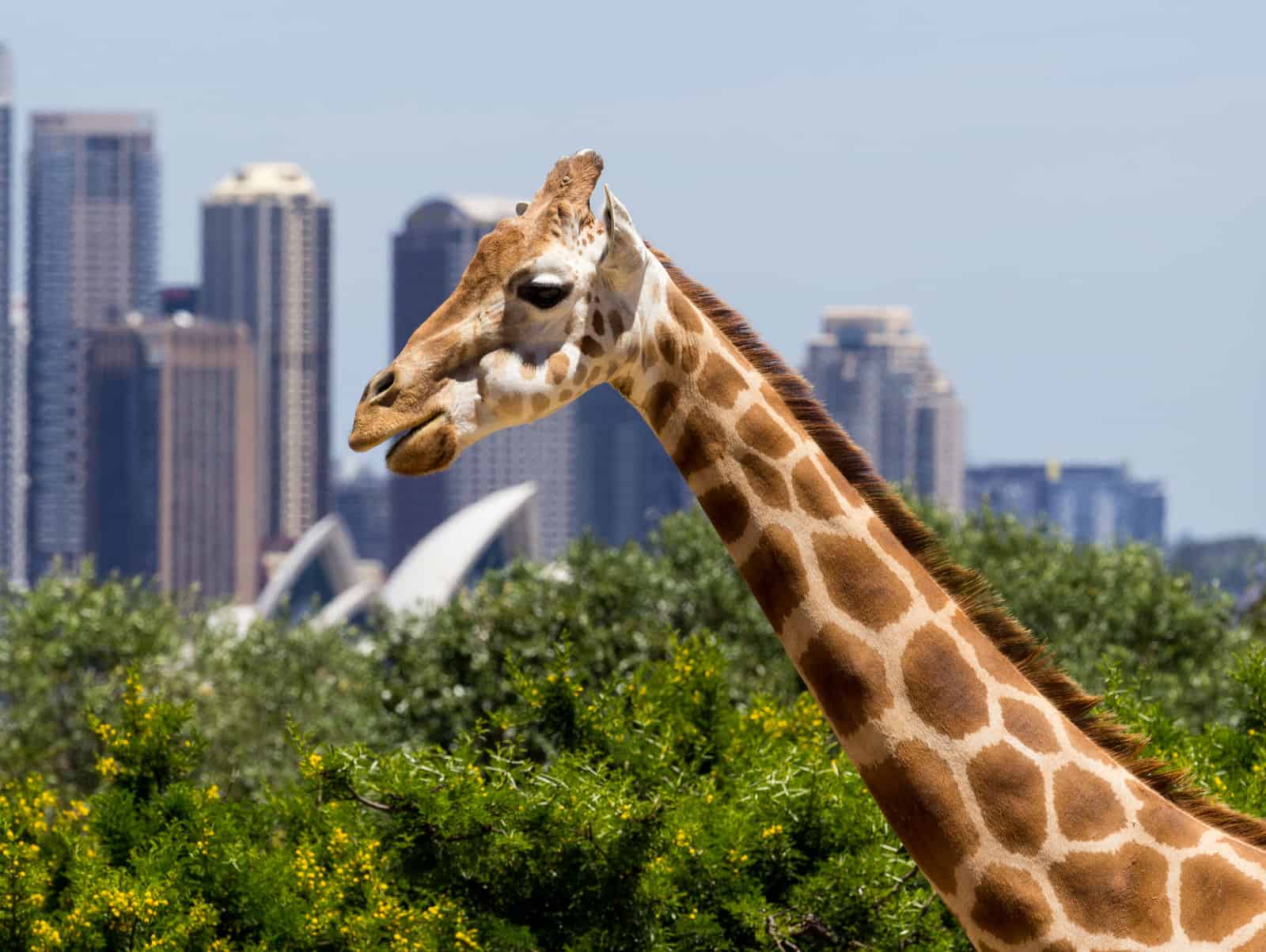 Taronga Zoo giraffe 