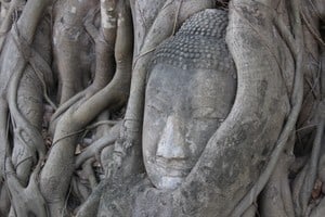 Buddha head in Wat Mahatat, Ayutthaya