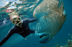 Great Barrier Reef & Beach Life