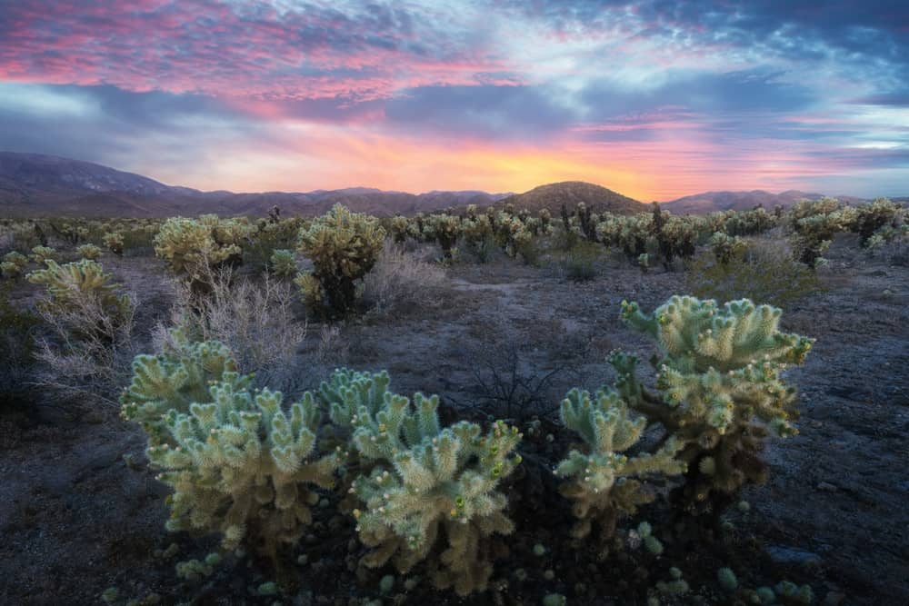 Cholla Cactus Garden in Joshua Tree National Park at sunset