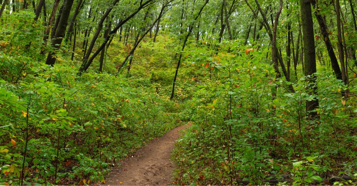 Indiana Dunes Hiking Cowles Bog Trail on a rainy morning
