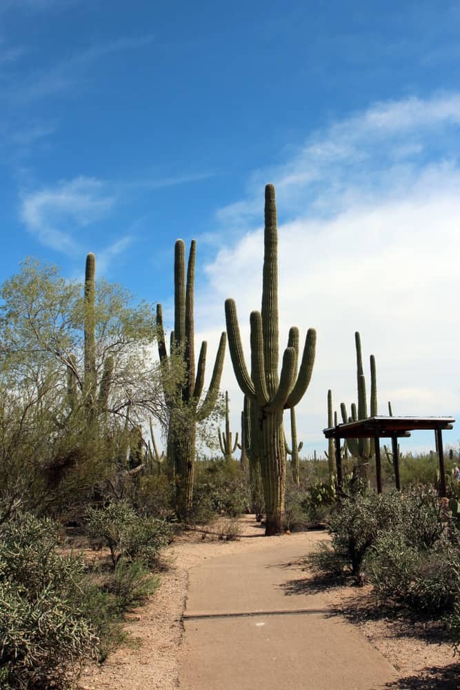 Desert Discovery Nature Trail lined with saguaro cacti