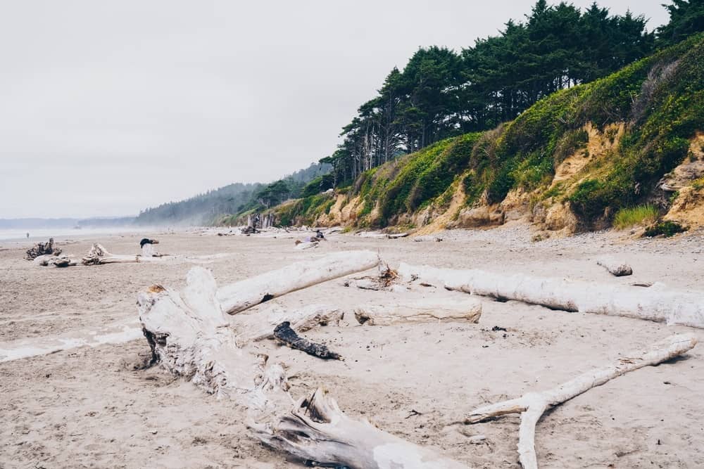 Driftwood in Kalaloch Beach in Washington coastline of the Pacific Ocean