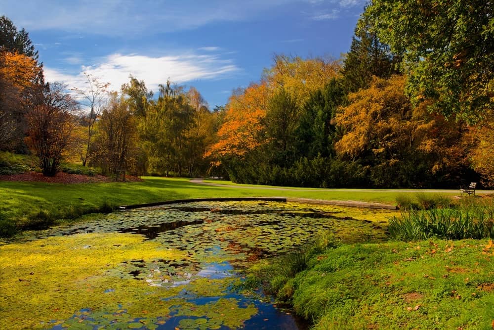 Fall colors in Washington Park Arboretum in Seattle, WA