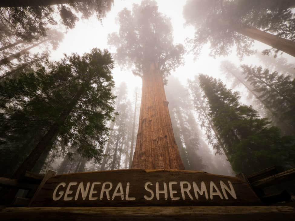 General sherman tree