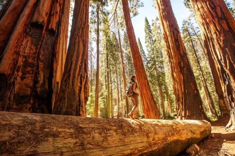 Best Hikes In Sequoia National Park - As We Travel | Travel the World