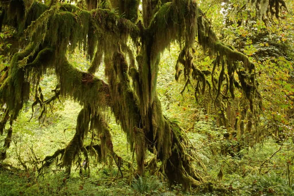 Hoh Rainforest