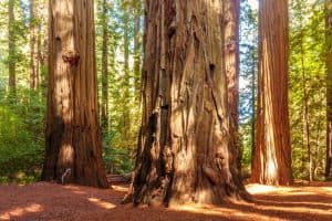 Redwood National Park Things To Do
