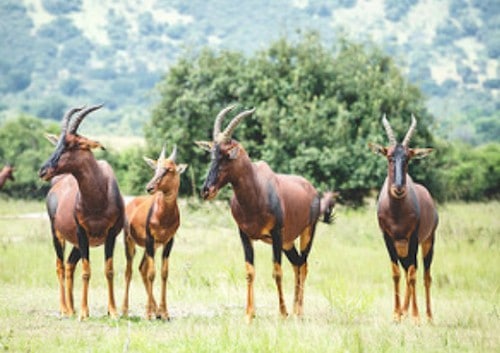 Rwanda Safari Holiday Akagera national park