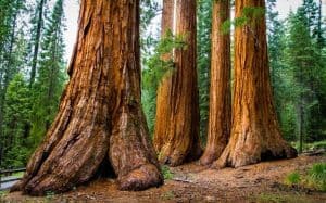 Best Time to Visit Sequoia National Park