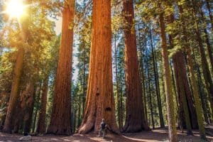 Best Hikes In Sequoia National Park