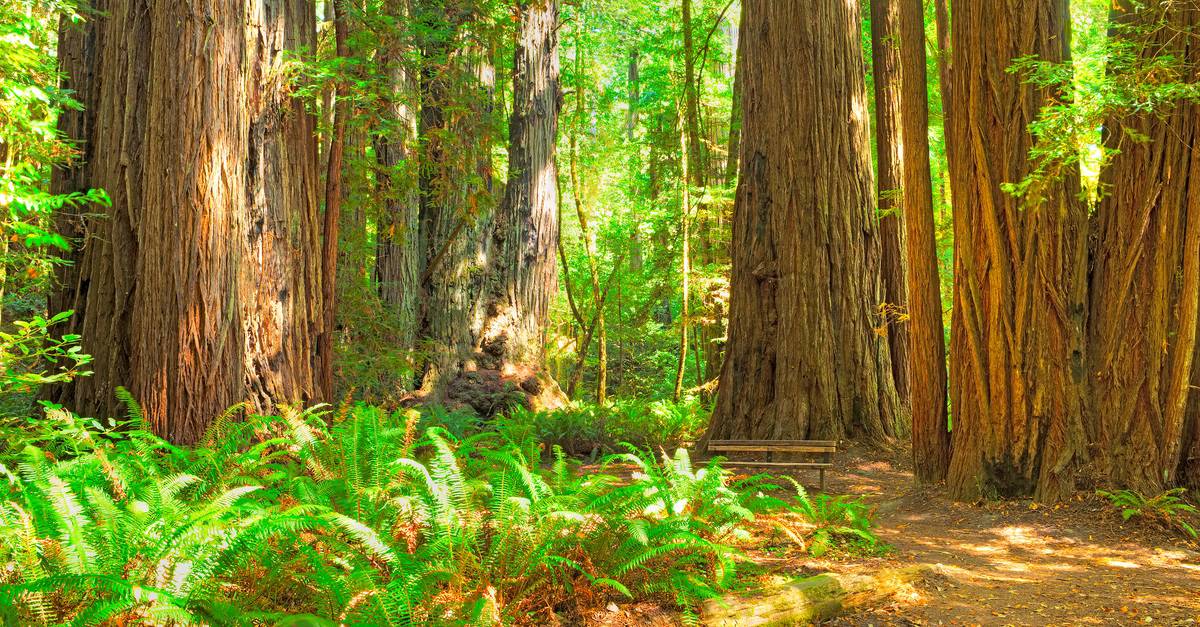 Redwood National Park Camping - Tall Tree Loop trail in Redwood National Park