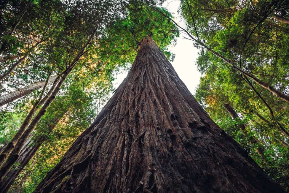 Redwood National Park Trees Grove