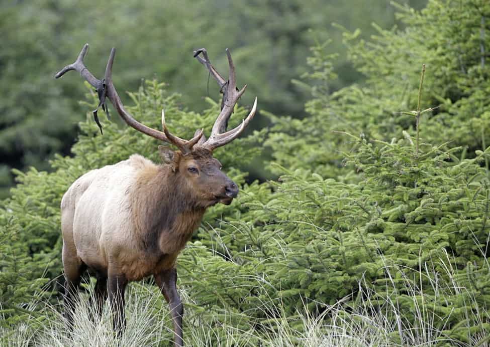 The Elk Refuge Redwood National Park