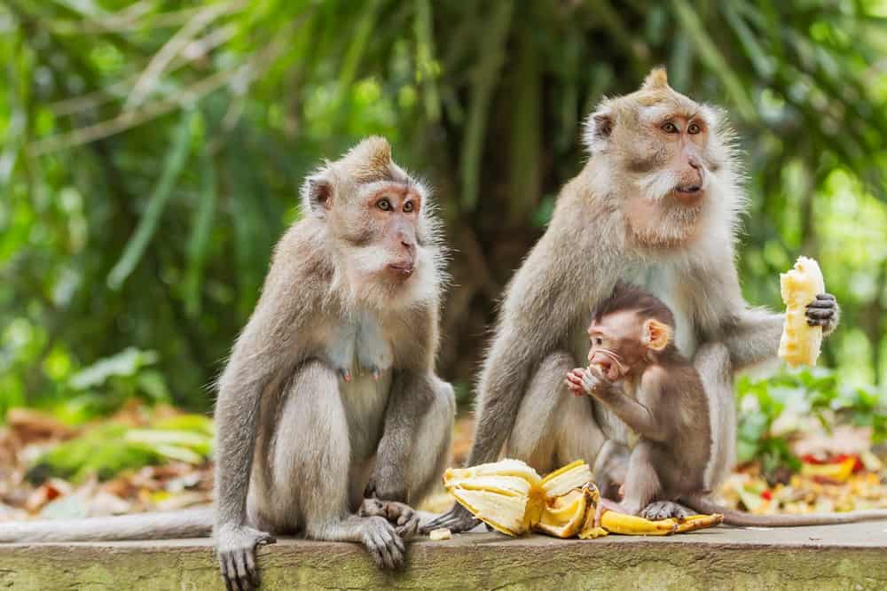 Ubud