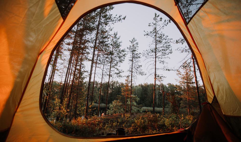 View of the forest from inside a tent