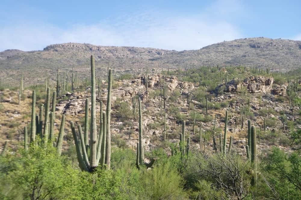 Visit Tucson Saguaro National Park