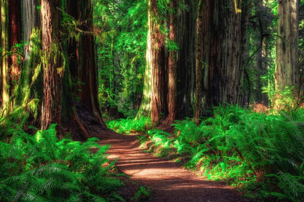 Visiting Redwood National Park