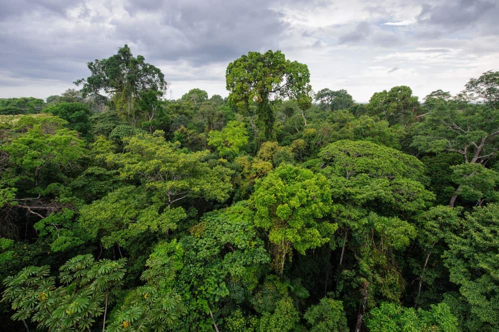 Amazon rainforest in Tambopata reserve, Peru