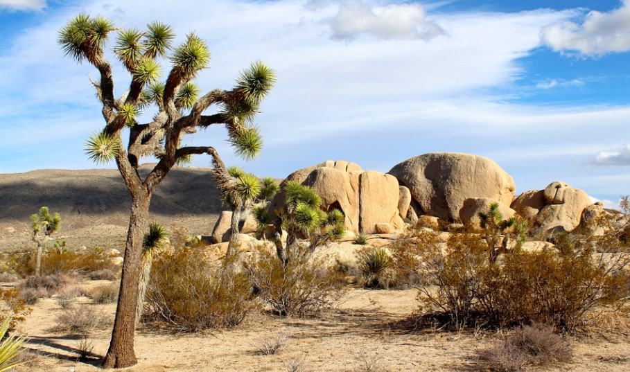 Best Time to Visit Joshua Tree