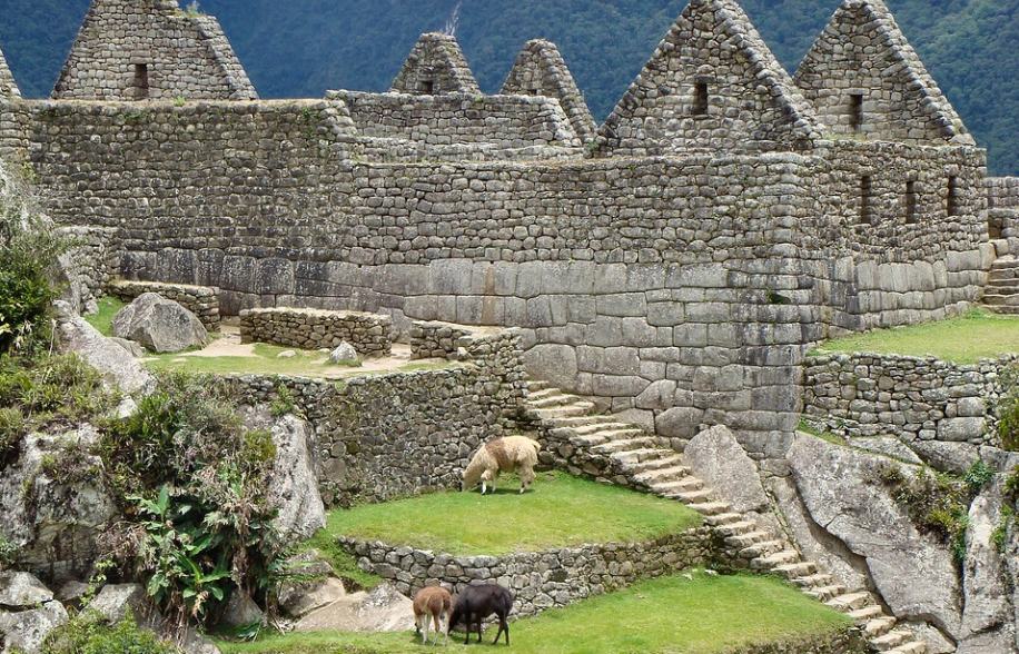 lama near machu picchu